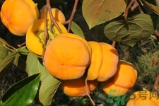 柿子和香蕉能一起吃嗎？柿子和香蕉一起吃會中毒嗎？