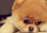 狂犬病的潛伏期最長多長？狗咬了會得狂犬病嗎？