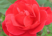 月季花可以放在室內(nèi)嗎？月季花放在室內(nèi)好嗎？