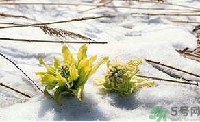 雪蓮花怎么吃？雪蓮花的功效作用