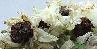 雪蓮花怎么吃？雪蓮花的功效作用