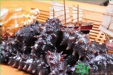 吃海參有什么講究嗎？與海參相克的食物禁忌