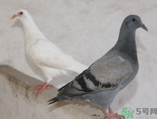 鴿子多少錢一只？鴿子多少錢一斤？