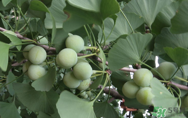 吃白果會(huì)中毒嗎？白果怎么吃不會(huì)中毒？