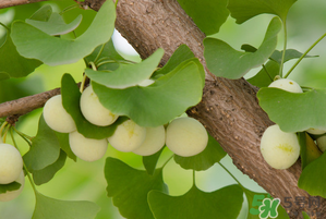 吃白果有什么好處和壞處？吃白果有什么作用？