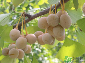 吃白果會(huì)過敏嗎？吃白果過敏了怎么辦？