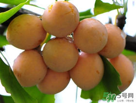 吃白果會(huì)過敏嗎？吃白果過敏了怎么辦？