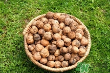 膽結(jié)石能吃核桃嗎？吃核桃能治膽結(jié)石嗎？