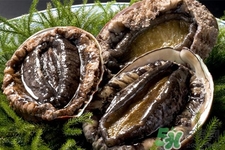 新鮮鮑魚可以放多久？活鮑魚怎樣存放時(shí)間更長？