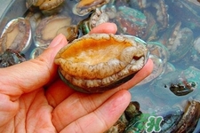 吃鮑魚要注意些什么？吃鮑魚會(huì)過(guò)敏嗎？