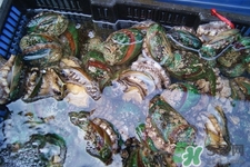 吃鮑魚要注意些什么？吃鮑魚會(huì)過(guò)敏嗎？