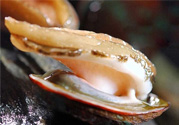 男人吃鮑魚能補(bǔ)腎嗎？腎虛能吃鮑魚嗎？