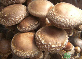 吃香菇有什么好處？吃香菇有什么壞處？
