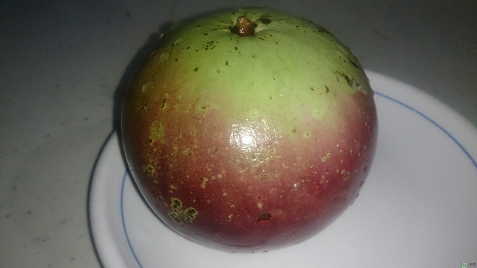 牛奶果怎么吃？牛奶果的功效與作用