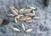 立冬釣魚(yú)如何防止小魚(yú)鬧窩？立冬前后怎樣釣魚(yú)？