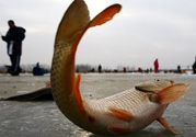 冬天釣魚用什么餌料？冬天釣魚用什么小藥？