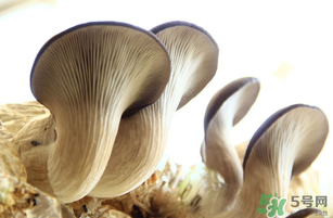 平菇不能和什么一起吃？平菇不能與什么同食？