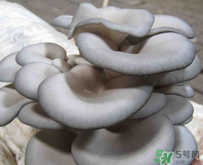 平菇可以放冰箱嗎？平菇在冰箱可以放幾天？