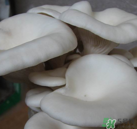 平菇可以放冰箱嗎？平菇在冰箱可以放幾天？