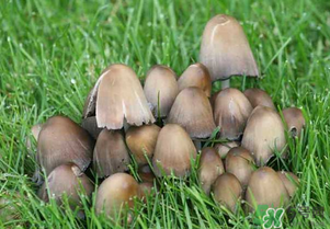 草菇不能和什么一起吃？草菇和什么相克？