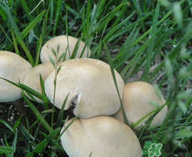 草菇不能和什么一起吃？草菇和什么相克？