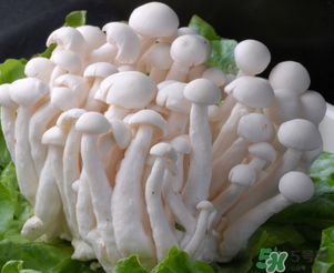 白玉菇孕婦能吃嗎？孕婦可以吃白玉菇嗎？
