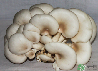 平菇怎么保存？平菇能放幾天？