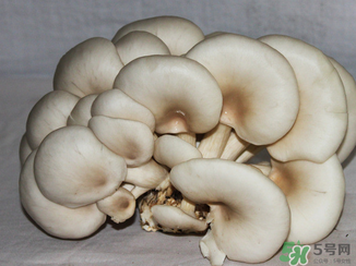 吃平菇有什么好處？平菇怎么做好吃？