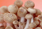 草菇可以放冰箱嗎？草菇放冰箱還能吃嗎？