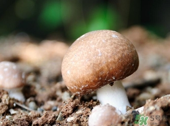 巴西蘑菇怎么吃？巴西蘑菇的作用與功效