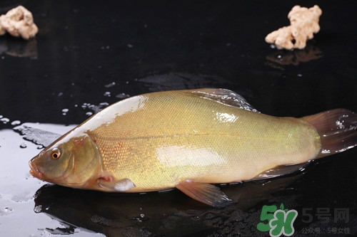 糖尿病能吃桂魚(yú)嗎?糖尿病吃桂魚(yú)好嗎