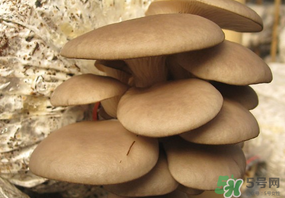 吃平菇會(huì)中毒嗎？平菇吃了會(huì)中毒嗎？