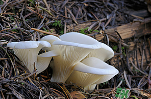 吃平菇會(huì)中毒嗎？平菇吃了會(huì)中毒嗎？