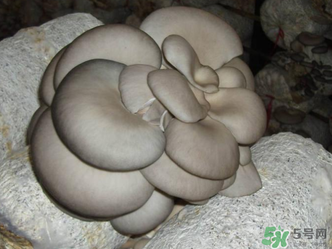 平菇是什么樣子？平菇是怎么長出來的？