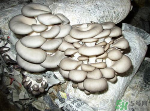 平菇是什么樣子？平菇是怎么長出來的？