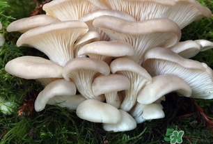 坐月子能吃平菇嗎？坐月子能不能吃平菇？