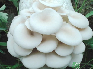 坐月子能吃平菇嗎？坐月子能不能吃平菇？