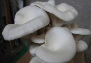 坐月子能吃平菇嗎？坐月子能不能吃平菇？