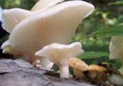 孕婦可以吃平菇嗎？孕婦吃平菇有什么好處？