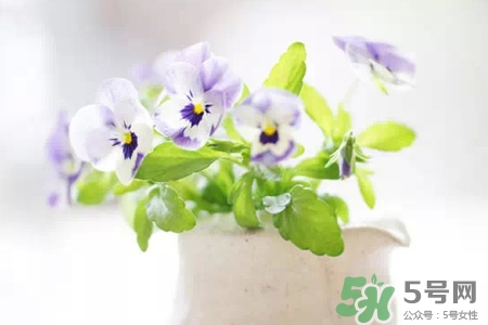 冬天陽臺種什么植物好？冬天種什么植物好養(yǎng)活？