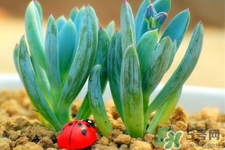 冬天陽臺種什么植物好？冬天種什么植物好養(yǎng)活？