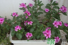 冬天陽臺種什么植物好？冬天種什么植物好養(yǎng)活？