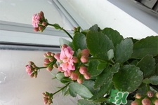冬天陽臺種什么植物好？冬天種什么植物好養(yǎng)活？