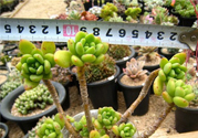 冬天陽臺種什么植物好？冬天種什么植物好養(yǎng)活？
