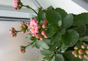 冬天種什么花好？冬天種什么花好養(yǎng)活？