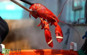 冬天有小龍蝦嗎？冬天吃小龍蝦好嗎？