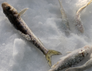 冬天怎么釣魚？冬天怎么釣鯽魚？