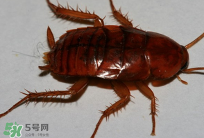 冬天有蟑螂嗎？蟑螂冬天還有嗎？