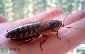 冬天有蟑螂嗎？蟑螂冬天還有嗎？