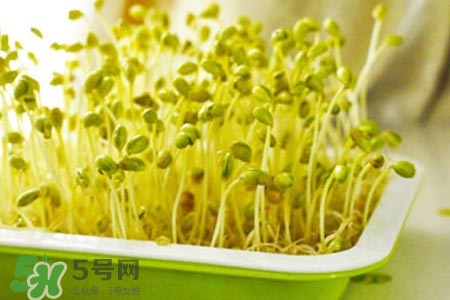 冬天可以發(fā)豆芽嗎？冬天怎樣發(fā)黃豆芽？